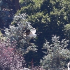 Haliaeetus leucogaster (White-bellied Sea-Eagle) at Kingston, ACT - 2 Feb 2024 by RodDeb