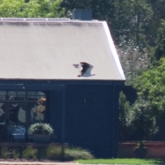 Haliaeetus leucogaster at Lake Burley Griffin Central/East - 2 Feb 2024