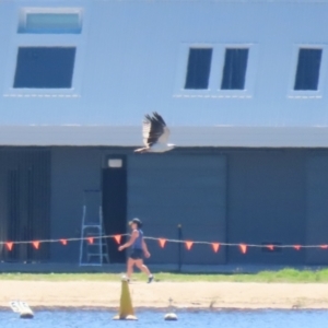 Haliaeetus leucogaster at Lake Burley Griffin Central/East - 2 Feb 2024 11:57 AM