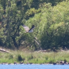 Haliaeetus leucogaster at Lake Burley Griffin Central/East - 2 Feb 2024 11:57 AM