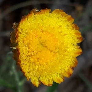 Coronidium monticola at Yaouk, NSW - 23 Jan 2024