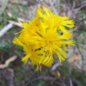 Podolepis hieracioides at Yaouk, NSW - 23 Jan 2024