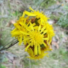 Podolepis hieracioides at Yaouk, NSW - 23 Jan 2024