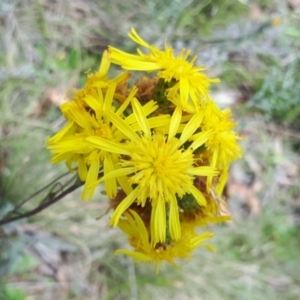 Podolepis hieracioides at Yaouk, NSW - 23 Jan 2024