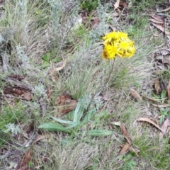 Podolepis hieracioides at Yaouk, NSW - 23 Jan 2024