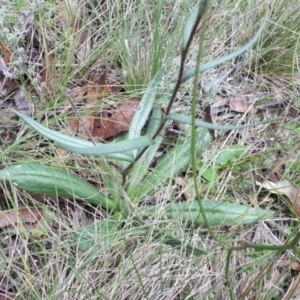 Podolepis hieracioides at Yaouk, NSW - 23 Jan 2024