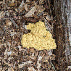 Myxomycete-plasmodium(class) (A slime mould) at Florey, ACT - 31 Jan 2024 by rbannister