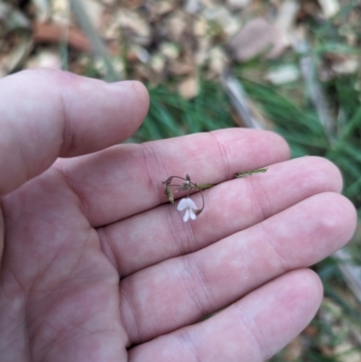 Grona varians (Slender Tick-Trefoil) at Evatt, ACT - 31 Jan 2024 by rbannister