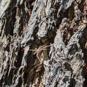 Sparassidae (family) at Florey, ACT - 27 Jan 2024