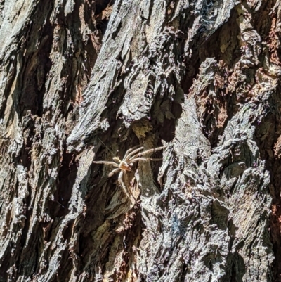 Sparassidae (family) (A Huntsman Spider) at Florey, ACT - 27 Jan 2024 by rbannister