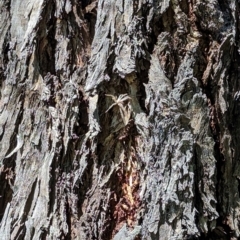 Sparassidae (family) at Florey, ACT - 27 Jan 2024