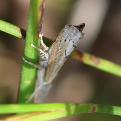 Culladia cuneiferellus (Crambinae moth) at Moruya, NSW - 1 Feb 2024 by LisaH