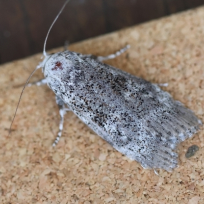 Cryptophasa irrorata (A Gelechioid moth (Xyloryctidae)) at Moruya, NSW - 2 Feb 2024 by LisaH