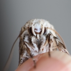 Cryptophasa irrorata at Moruya, NSW - suppressed