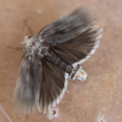 Cryptophasa irrorata at Moruya, NSW - suppressed