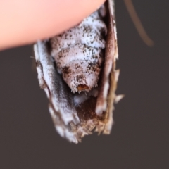 Cryptophasa irrorata at Moruya, NSW - suppressed