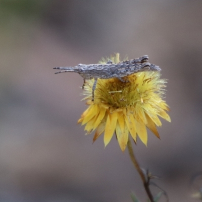 Coryphistes ruricola (Bark-mimicking Grasshopper) at Cuumbeun Nature Reserve - 2 Feb 2024 by Csteele4