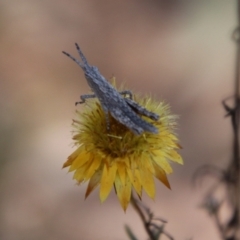 Coryphistes ruricola at Cuumbeun Nature Reserve - 2 Feb 2024