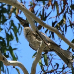 Philemon corniculatus at QPRC LGA - 2 Feb 2024 04:16 PM