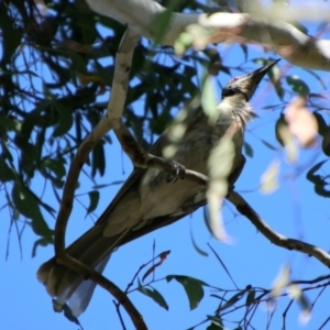 Philemon corniculatus at QPRC LGA - 2 Feb 2024 04:16 PM