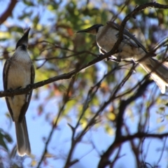 Philemon corniculatus at QPRC LGA - 2 Feb 2024 04:16 PM