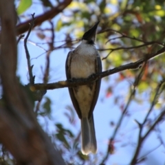 Philemon corniculatus at QPRC LGA - 2 Feb 2024 04:16 PM