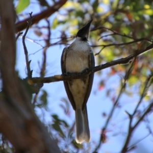 Philemon corniculatus at QPRC LGA - 2 Feb 2024 04:16 PM