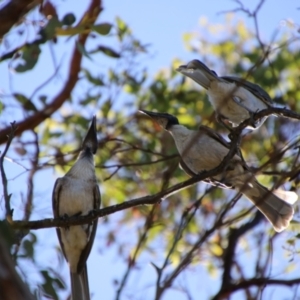 Philemon corniculatus at QPRC LGA - 2 Feb 2024 04:16 PM