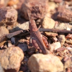 Phaulacridium vittatum (Wingless Grasshopper) at Cuumbeun Nature Reserve - 2 Feb 2024 by Csteele4