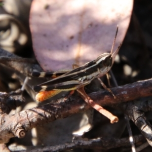 Macrotona australis at QPRC LGA - 2 Feb 2024 05:08 PM