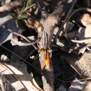 Macrotona australis at QPRC LGA - 2 Feb 2024 05:08 PM