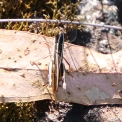 Macrotona australis at QPRC LGA - 2 Feb 2024 05:08 PM