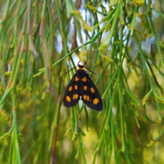 Asura cervicalis (Spotted Lichen Moth) at QPRC LGA - 2 Feb 2024 by Csteele4