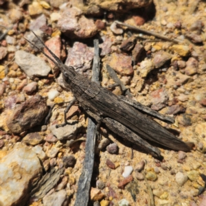 Coryphistes ruricola at QPRC LGA - 2 Feb 2024