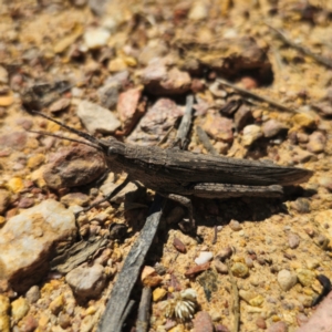 Coryphistes ruricola at QPRC LGA - 2 Feb 2024