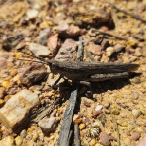 Coryphistes ruricola at QPRC LGA - 2 Feb 2024