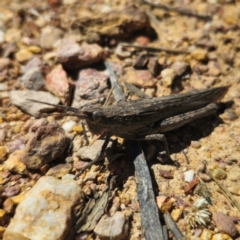 Coryphistes ruricola at QPRC LGA - 2 Feb 2024