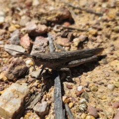 Coryphistes ruricola at QPRC LGA - 2 Feb 2024