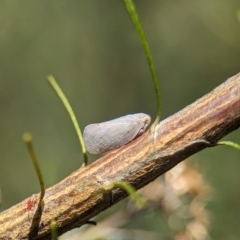 Anzora unicolor (Grey Planthopper) at Namadgi National Park - 27 Jan 2024 by Miranda