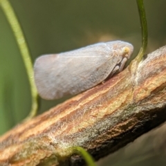 Anzora unicolor at Namadgi National Park - 27 Jan 2024