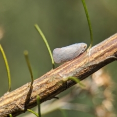 Anzora unicolor at Namadgi National Park - 27 Jan 2024