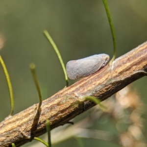 Anzora unicolor at Namadgi National Park - 27 Jan 2024