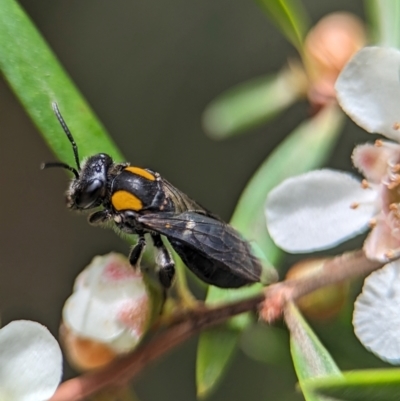 Leioproctus (Leioproctus) irroratus (Yellow-shouldered Bee) at Acton, ACT - 31 Jan 2024 by Miranda