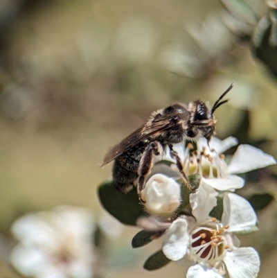 Leioproctus sp. (genus) (Plaster bee) at Tharwa, ACT - 27 Jan 2024 by Miranda