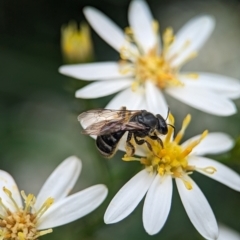 Lasioglossum (Chilalictus) sp. (genus & subgenus) (Halictid bee) at Acton, ACT - 30 Jan 2024 by Miranda