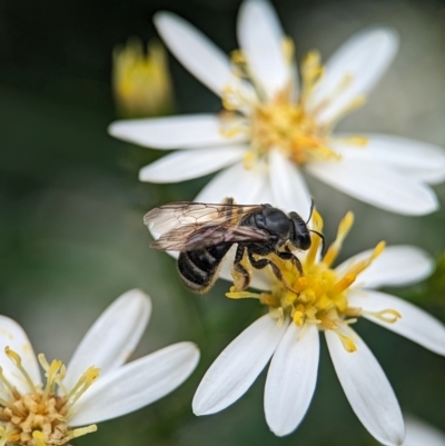 Lasioglossum (Chilalictus) sp. (genus & subgenus) (Halictid bee) at ANBG - 30 Jan 2024 by Miranda