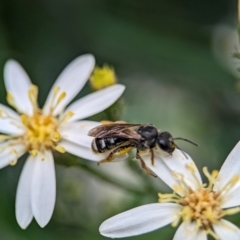 Lasioglossum (Chilalictus) sp. (genus & subgenus) at ANBG - 31 Jan 2024