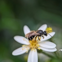 Lasioglossum (Chilalictus) sp. (genus & subgenus) at ANBG - 31 Jan 2024 10:52 AM