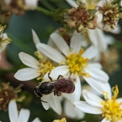 Lasioglossum (Parasphecodes) sp. (genus & subgenus) (Halictid bee) at Acton, ACT - 30 Jan 2024 by Miranda
