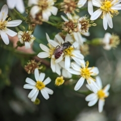 Lasioglossum (Parasphecodes) sp. (genus & subgenus) at ANBG - 31 Jan 2024 10:53 AM